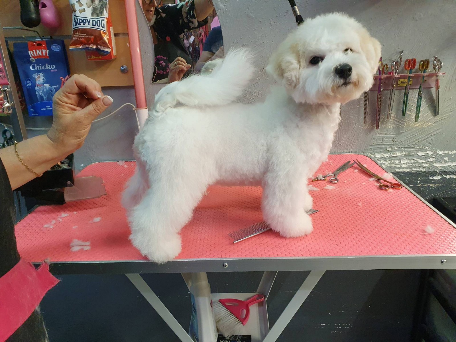 Le toilettage découverte en douceur pour chiot  à Marseille 13009