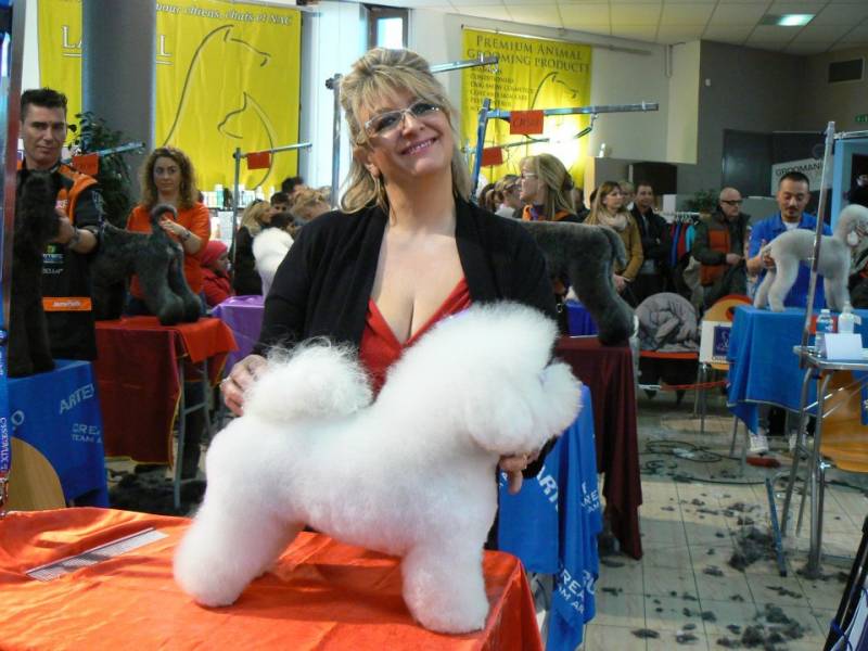 bichon en concours de toilettage