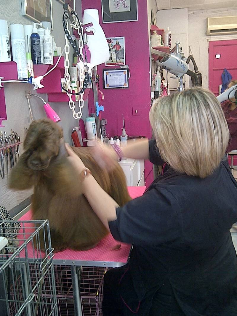 Centre de Formation Toilettage pour chien Marseille PACA