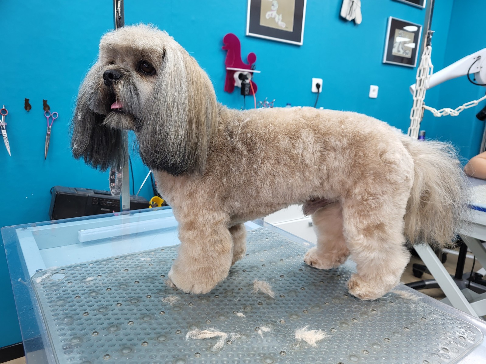 transformation avant après  d'un Lassa  apso  chez Sea Sun Dogs