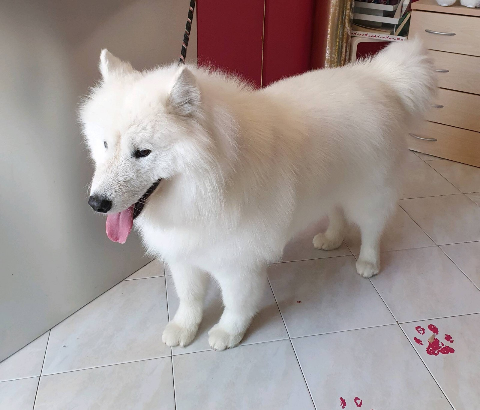 Les chiens primitifs et leur fourrure  marseille