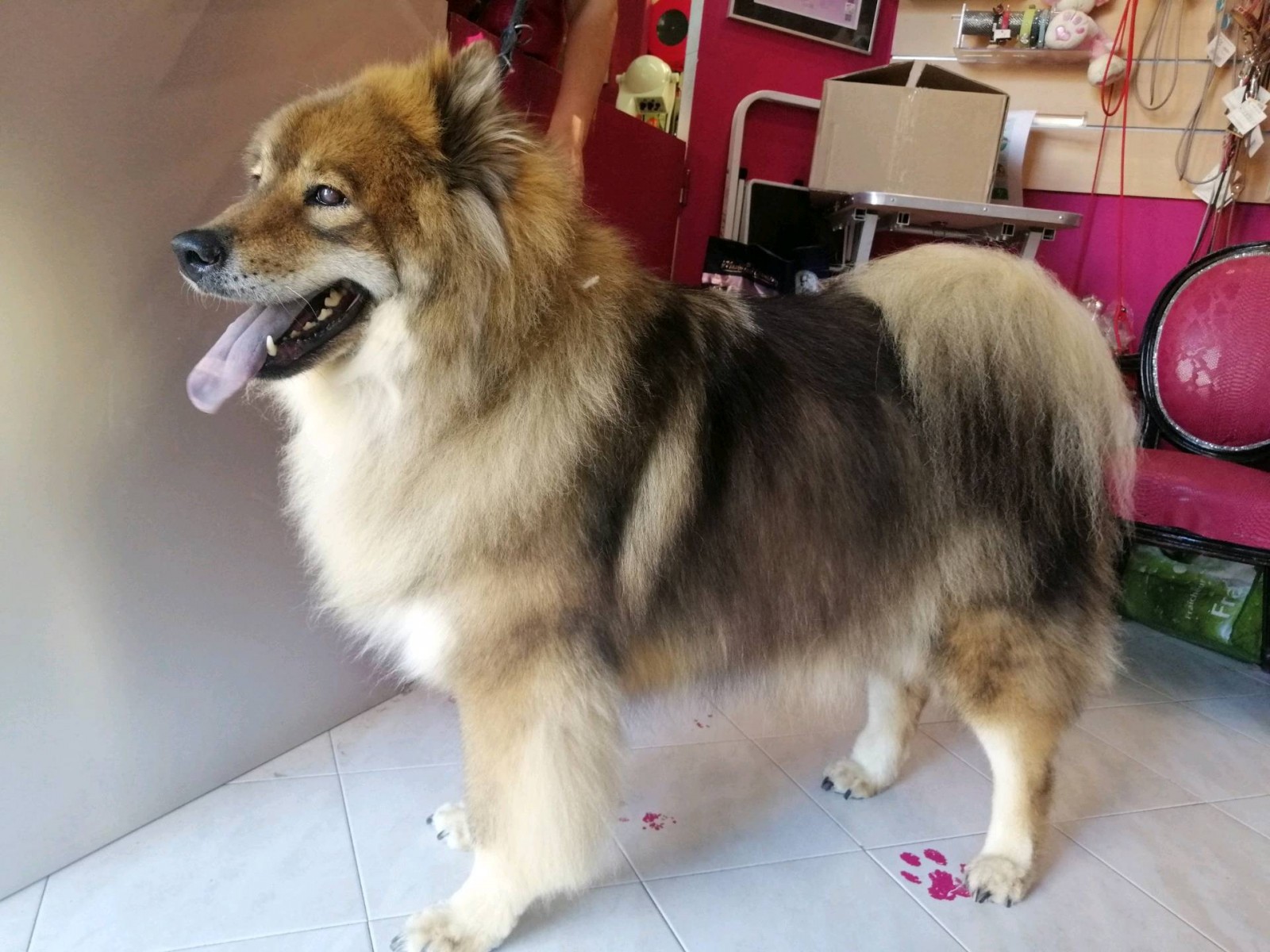 spitz loup  en bain débourrage