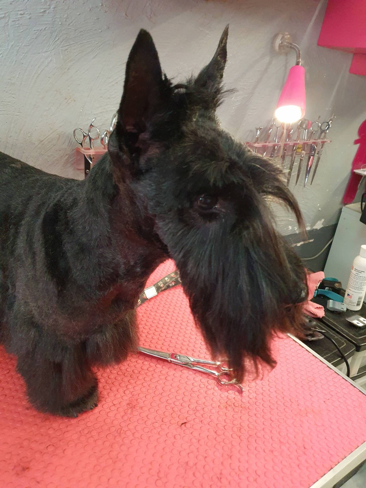 Le toilettage du scottish en épilation ou en tonte  à Marseille  chez un spécialiste de la race