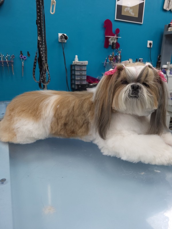 Le shitzu en coupe ciseaux   chez veronique  Hachin à  Marseille  13009