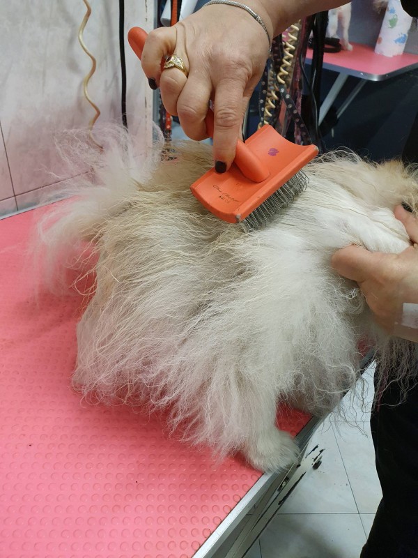 BROSSAGE DU SOIN POUR LE FAIRE PENETRER ET DEMELER LA FOURRURE