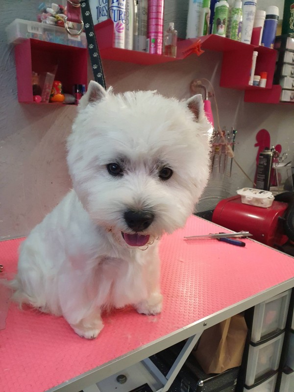 west highland white terrier marseille