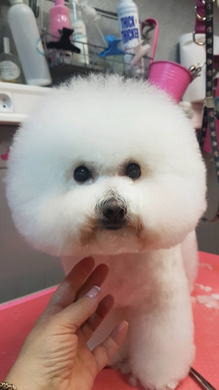 tête nounours du bichon