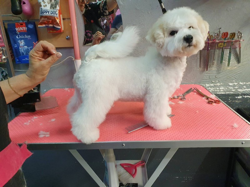 Le toilettage découverte en douceur pour chiot  à Marseille 13009
