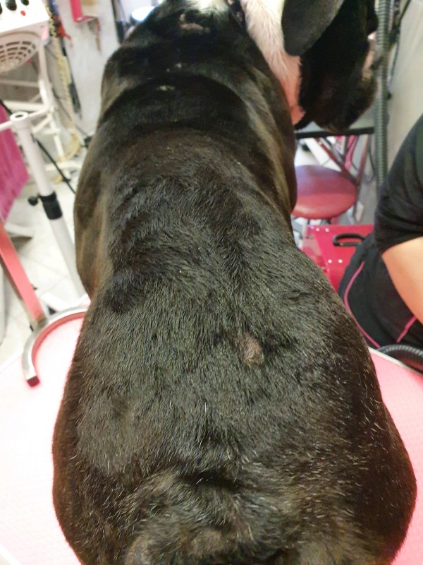 Les cosmétiques pour les chiens et leur utilisation chez une spécialiste en zoo cosmétologie chez Sea Sun Dogs à Marseille