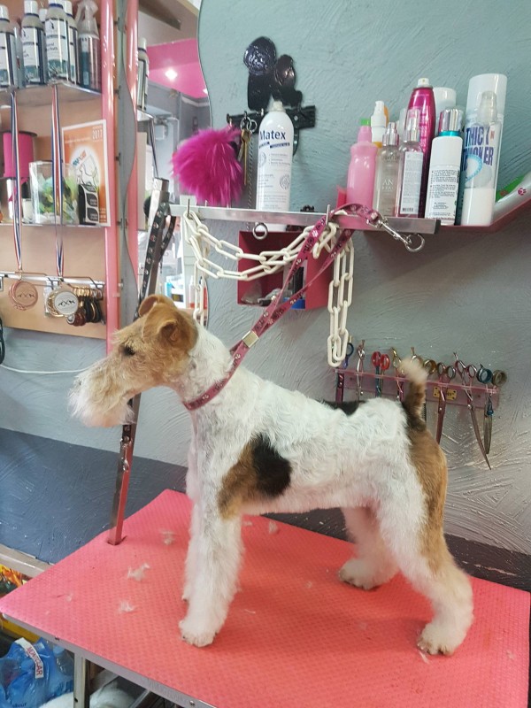 profil de fox terrier  en statique expo