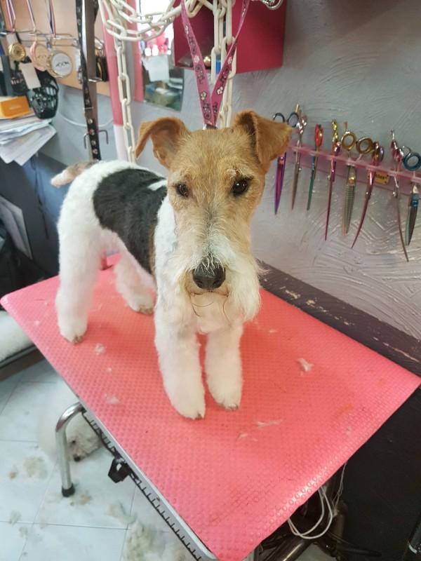 tête de fox terrier en épilation