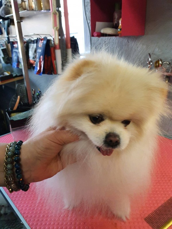 FOURRURE APRES LES SOINS DU SPITZ