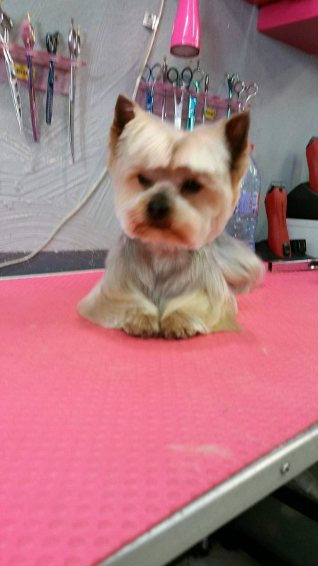 Coupe New look pour Yorkshire Terrier à Marseille
