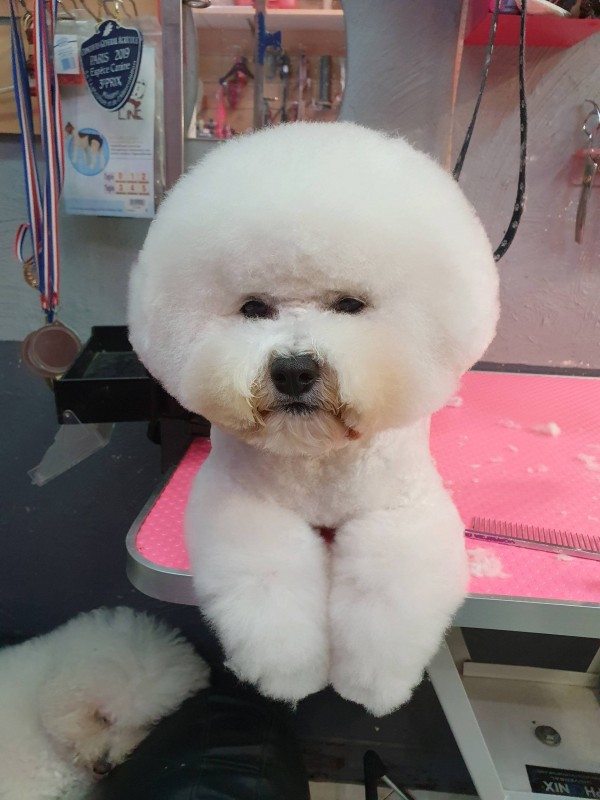 tête ronde du bichon frisé