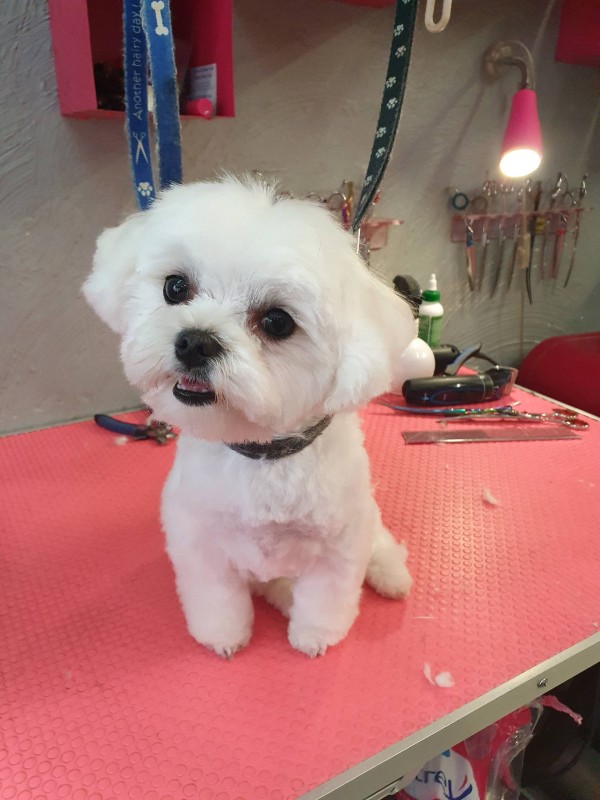 coupe nounours bichon maltais