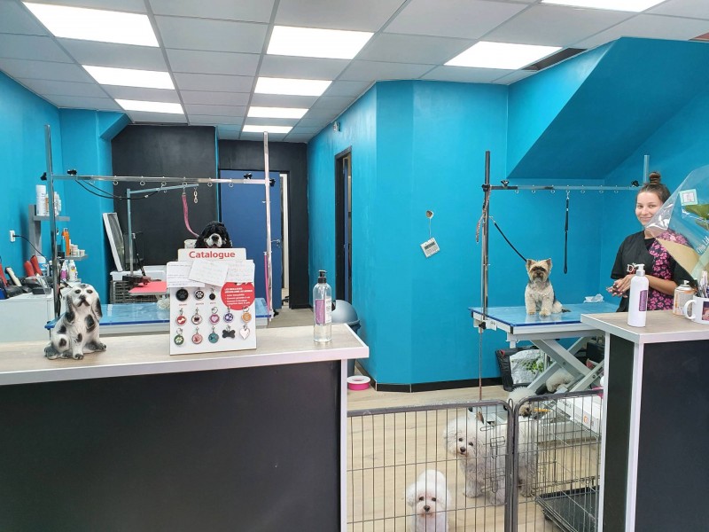 Le salon de toilettage à déménagé au 89 boulevard de la concorde  13009