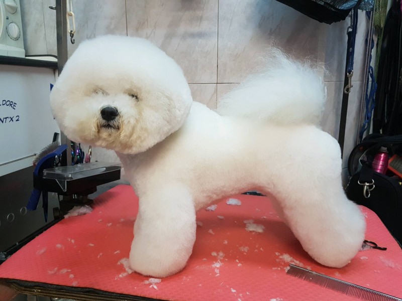 Le toilettage du BICHON FRISE by Sea sun and dogs votre salon de toilettage pour chien à Marseille 13009