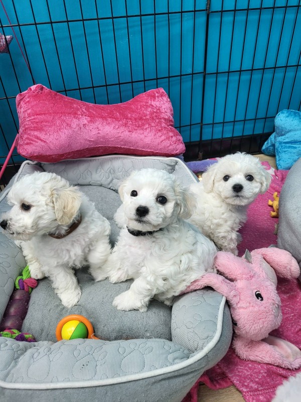 Chiot à vendre  à Marseille