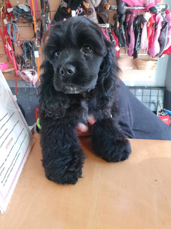 Le toilettage découverte en douceur pour chiot  à Marseille 13009