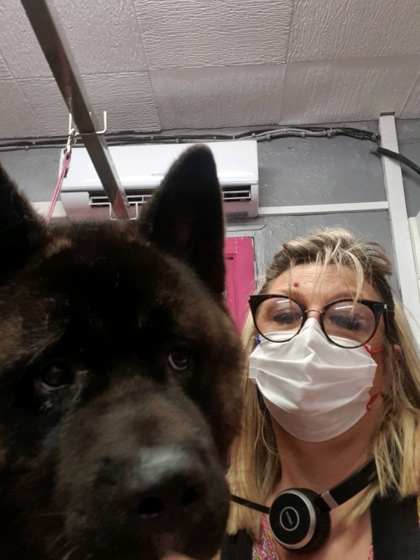 Les chiens primitifs et leur fourrure: Conseils pour le toilettage avec Dogs Academy Marseille