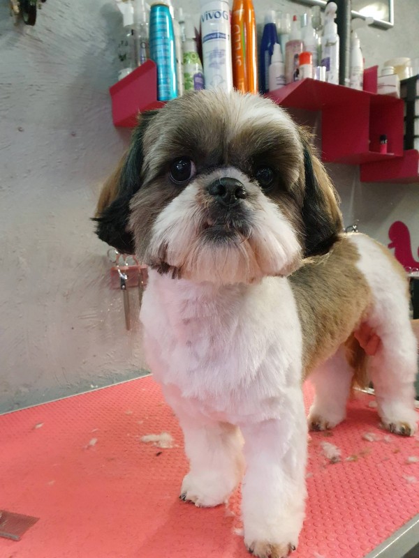 Le shitzu en coupe ciseaux   chez veronique  Hachin à  Marseille  13009