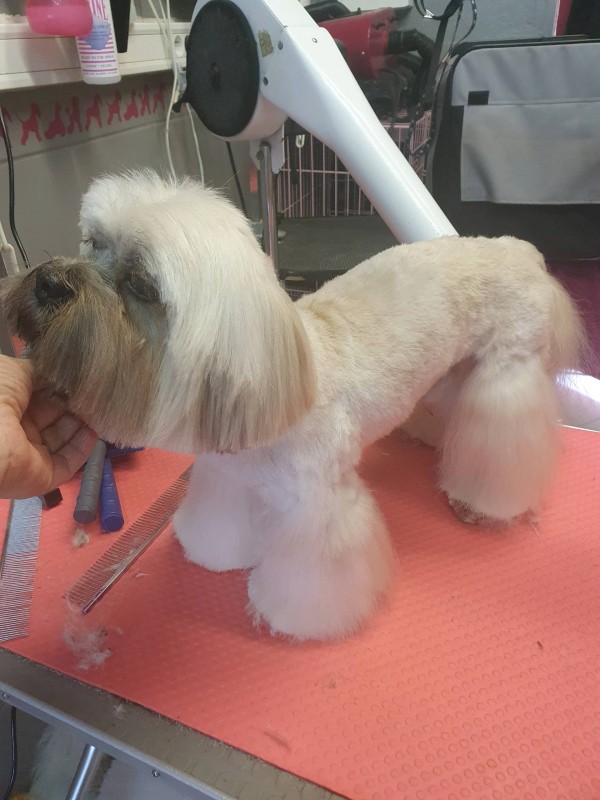COUPE TENDANCE POUR CHIEN OU L'ASIAN STYLE PAR UN SALON DE TOILETTAGE PROFESSIONNEL A MARSEILLE