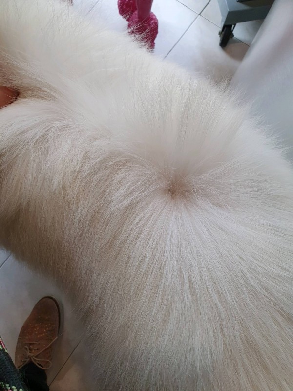 toilettage de chien primitf à Marseille
