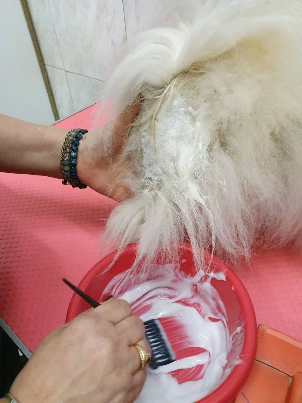 POSE D UN MASQUE HYDRATANT POUR SPITZ
