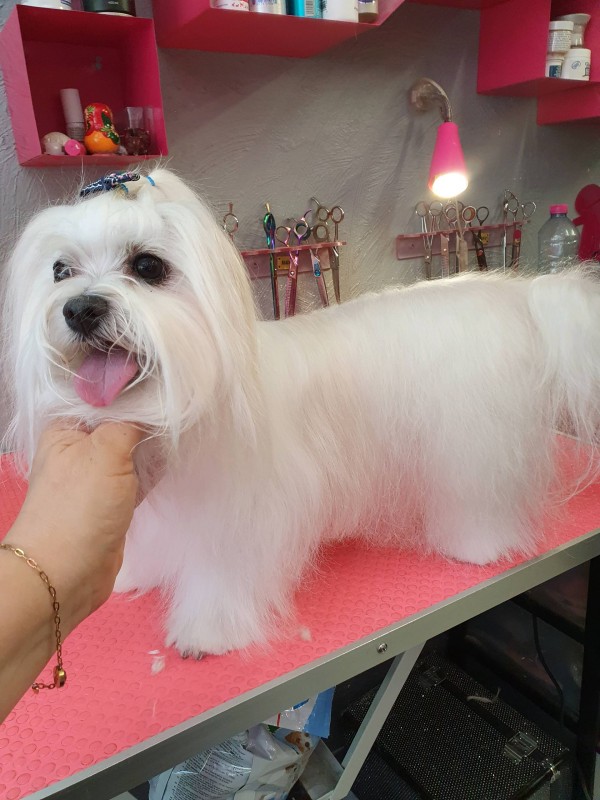 bichon maltais en poil longs