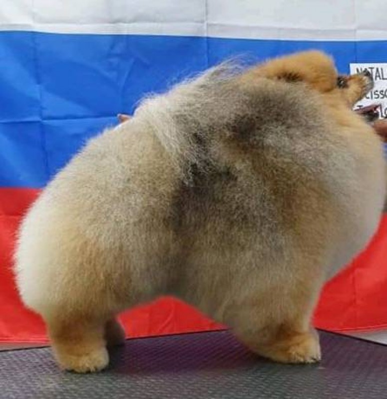 superbe photo de spitz en concours