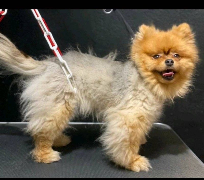 FOURRURE DE SPITZ AVEC PROBLEME