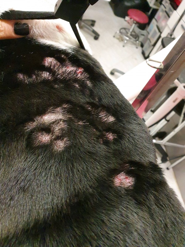 Les cosmétiques pour les chiens et leur utilisation chez une spécialiste en zoo cosmétologie chez Sea Sun Dogs à Marseille