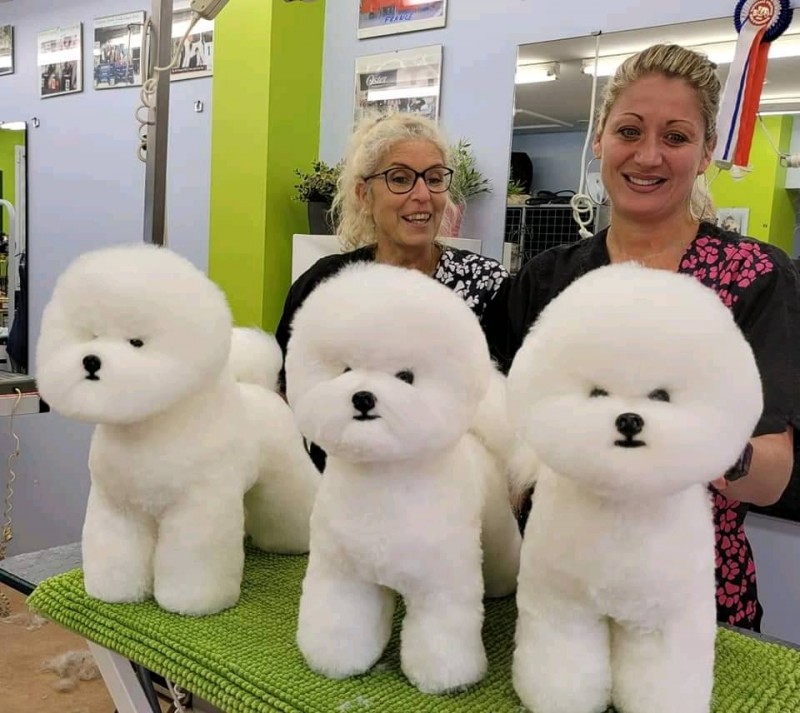 Nouvelle méthode de perfectionnement pour la coupe et la mise en forme des bichons