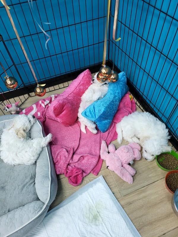 Chiot à vendre  à Marseille