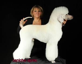 caniche royal en coupe moderne