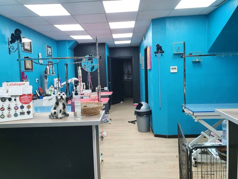 Toiletteur pour chien à Marseille 13009