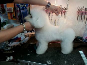 coupe ciseaux bichon frisé