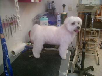 bichon maltais en coupe ciseaux