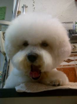 bebe bichon