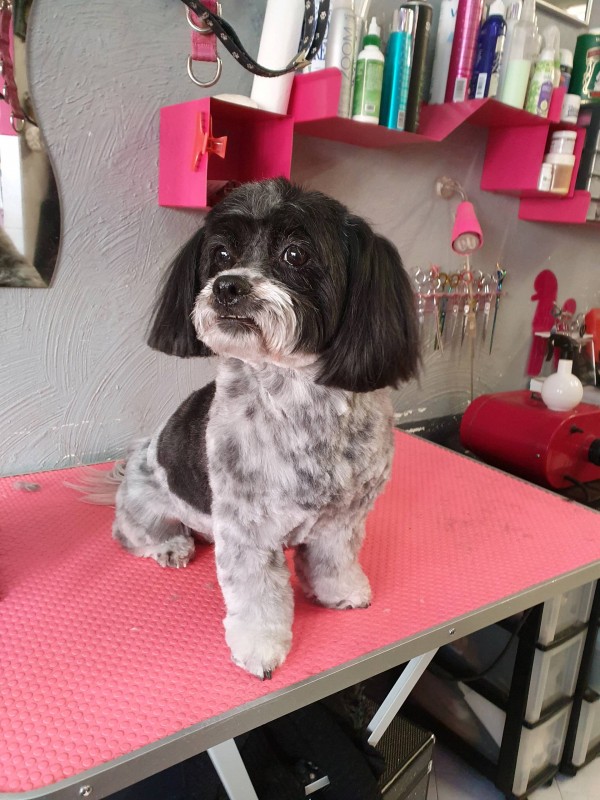 ILOU JOUE LA SNOB avec le toilettage canin dogsacademy à Marseille