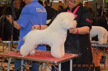 le bichon frisé