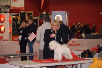 bichon frisé en exposition canine
