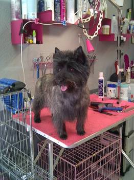 Formation Toilettage pour chien à Marseille en PACA