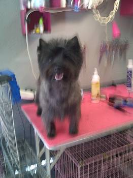 l aspect general du chien