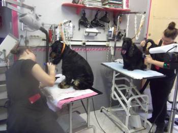 STAGE COCKER ANGLAIS