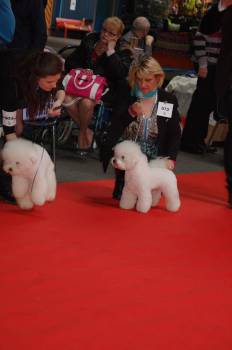 bichon frisé en exposition canine
