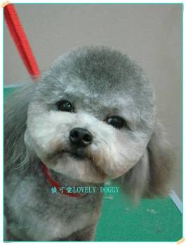 caniche