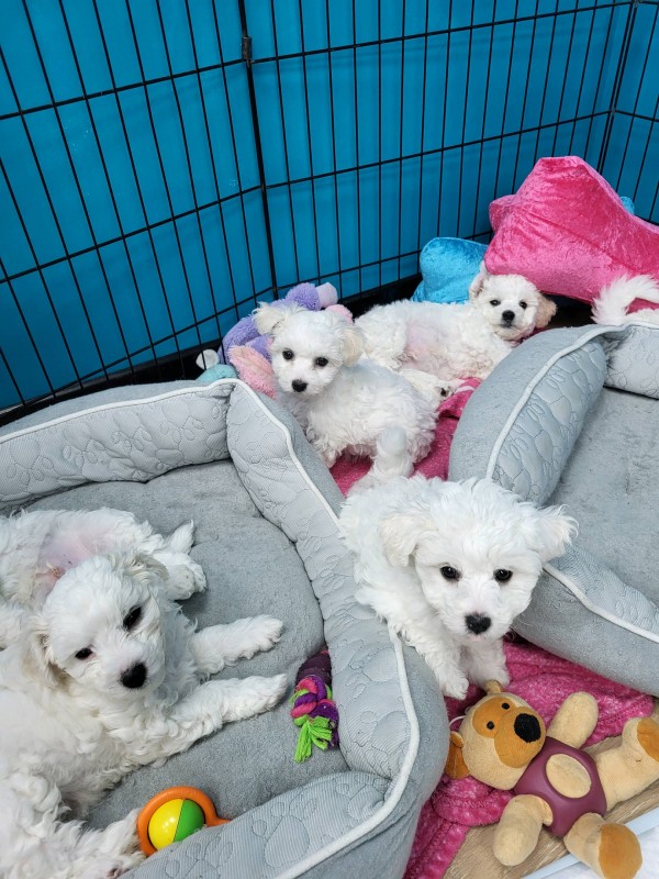 Bébés bichons  à  vendre