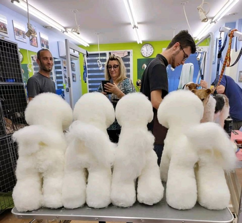 Nouvelle méthode de perfectionnement pour la coupe et la mise en forme des bichons