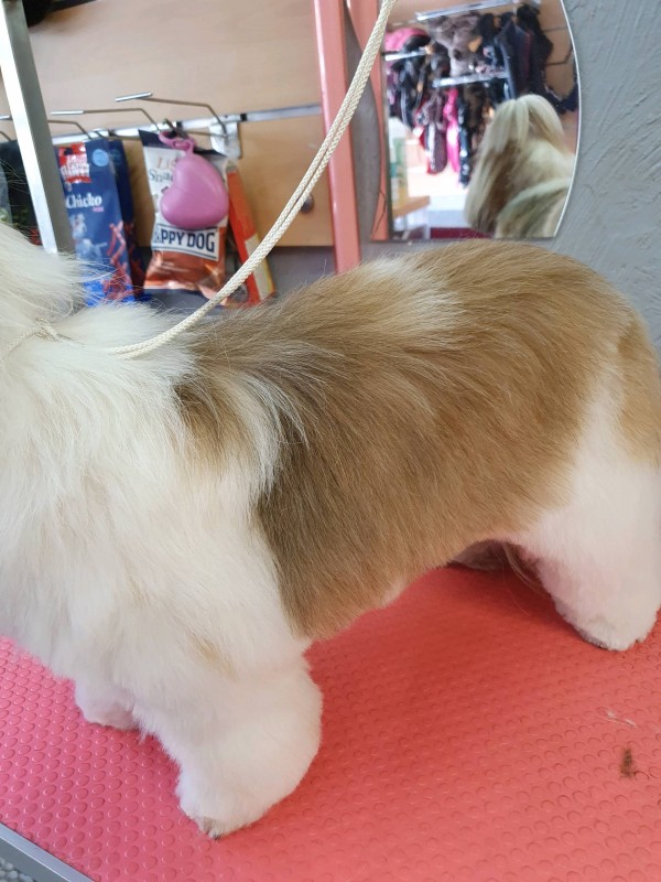 COUPE LONGUE AUX CISEAUX